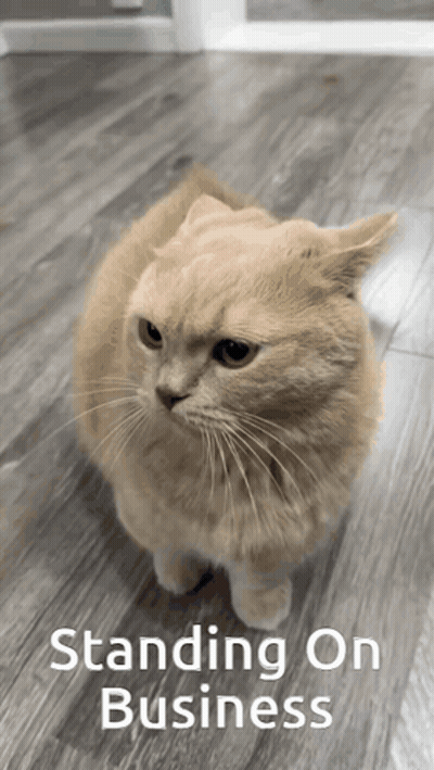 A Cat Standing On A Wooden Floor With The Words " Standing On Business " Above It GIF