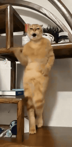 A Cat Standing On A Wooden Shelf With Tiktok Written On The Bottom Right GIF