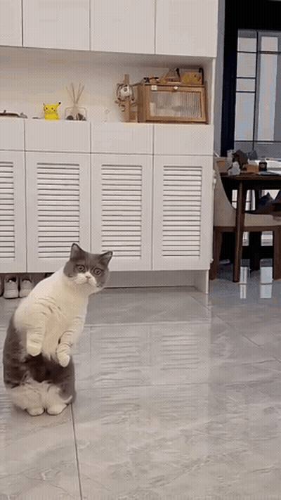 A Cat Standing On Its Hind Legs In A Living Room GIF