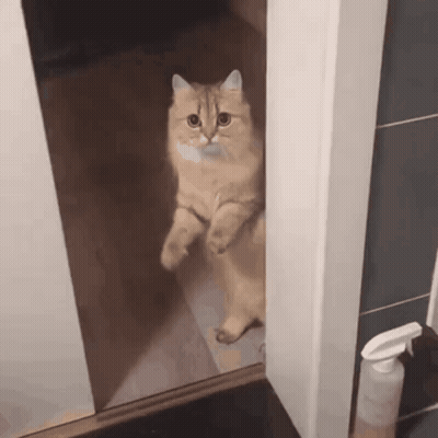 A Cat Standing On Its Hind Legs In Front Of A Door GIF
