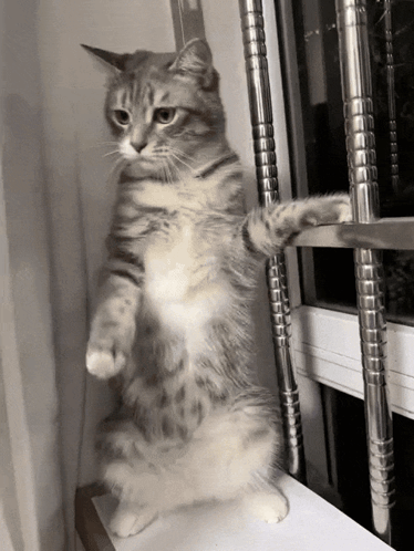 A Cat Standing On Its Hind Legs Next To A Window GIF