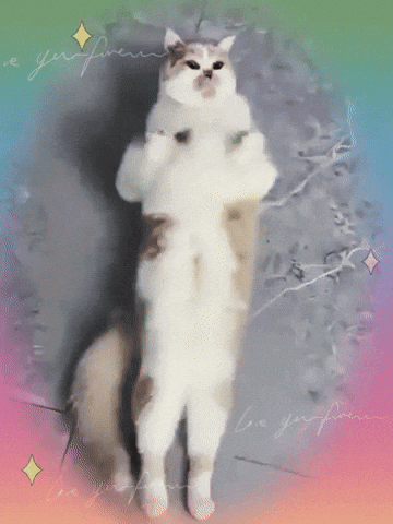 A Cat Standing On Its Hind Legs With A Rainbow Background And The Words " Be You Forever " GIF