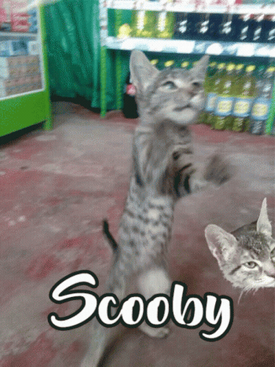 A Cat Standing On Its Hind Legs With The Word Scooby Written On It GIF