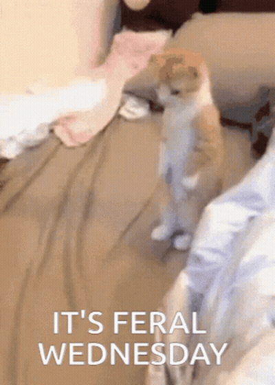 A Cat Standing On Its Hind Legs With The Words It 'S Feral Wednesday GIF