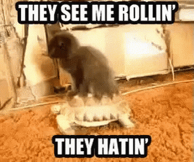 A Cat Standing On Top Of A Turtle That Says They See Me Rollin ' GIF