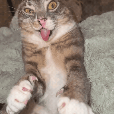 A Cat Sticking Its Tongue Out While Laying On A Blanket GIF