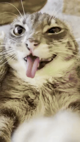 A Cat Sticking Its Tongue Out While Laying On Its Back GIF