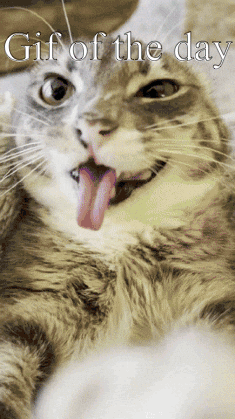 A Cat Sticking Its Tongue Out With The Words Gif Of The Day Written Below It GIF