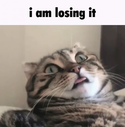 A Cat Sticking Its Tongue Out With The Words I Am Losing It Below It GIF