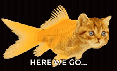 A Cat That Looks Like A Fish With The Words Here We Go GIF
