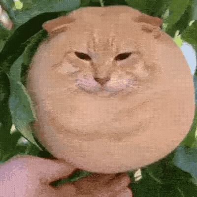 A Cat That Looks Like A Melon Is Being Held By Someone GIF