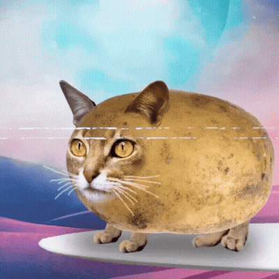 A Cat That Looks Like A Potato Is Standing On A White Surface GIF