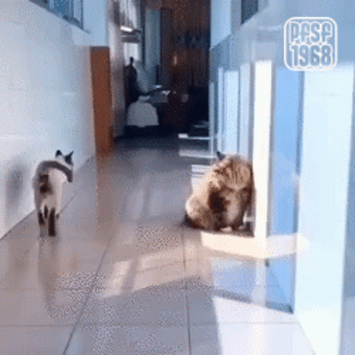 A Cat Walking Down A Hallway Next To A Dog With The Year 1968 On The Bottom GIF