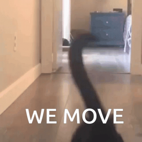 A Cat Walking Down A Hallway With The Words " We Move " Written On The Floor GIF