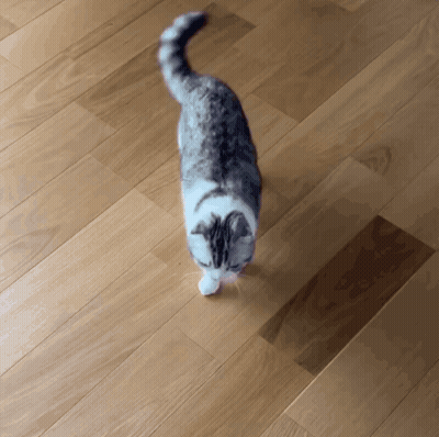 A Cat Walking On A Wooden Floor Looking Up At The Camera GIF