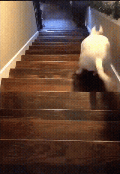 A Cat Walking Up A Set Of Wooden Stairs GIF