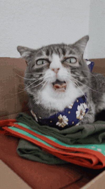 A Cat Wearing A Bandana With Flowers On It Is Laying On A Pile Of Clothes GIF