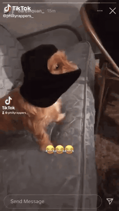 A Cat Wearing A Black Balaclava Is Sitting On A Couch . GIF