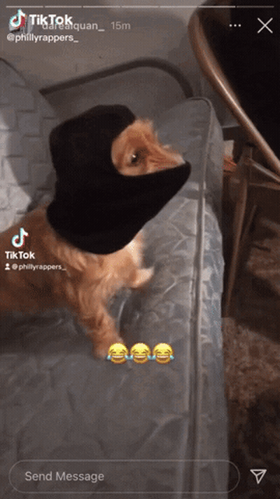 A Cat Wearing A Black Balaclava On A Bed GIF