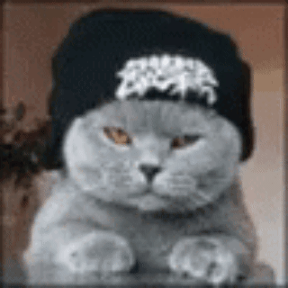 A Cat Wearing A Black Hat With A White Logo On It GIF