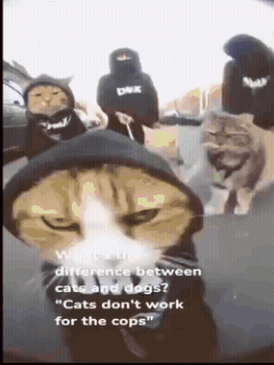 A Cat Wearing A Black Hoodie Is Standing In Front Of A Group Of People GIF