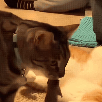A Cat Wearing A Blue Collar Is Playing With A Toy On The Floor GIF