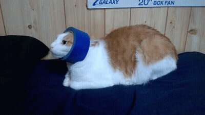 A Cat Wearing A Blue Cone Sits On A Bed Under A Sign That Says Galaxy GIF