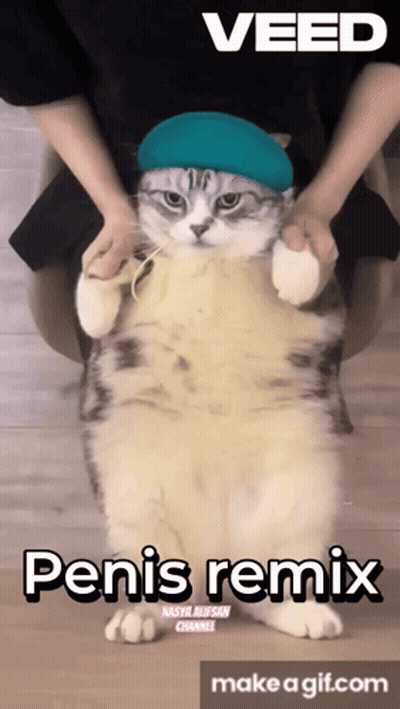 A Cat Wearing A Blue Hat Is Being Held By A Person With The Words Penis Remix Below It GIF