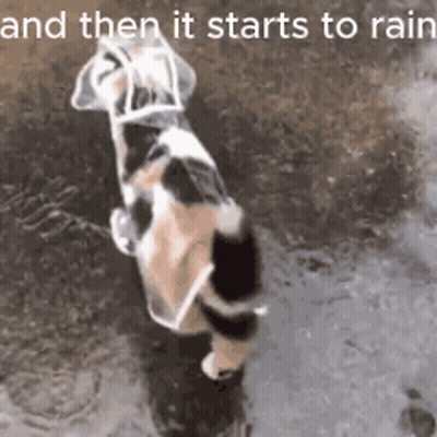 A Cat Wearing A Clear Plastic Raincoat Is Standing In The Rain . GIF