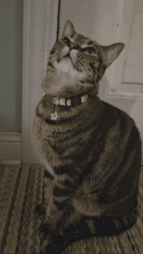 A Cat Wearing A Collar With A Bell On It Looks Up At The Camera GIF