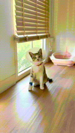 A Cat Wearing A Cone Collar Is Standing On A Wooden Floor In Front Of A Window GIF