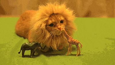 A Cat Wearing A Fake Lion 'S Mane Sits Next To A Giraffe And An Elephant GIF