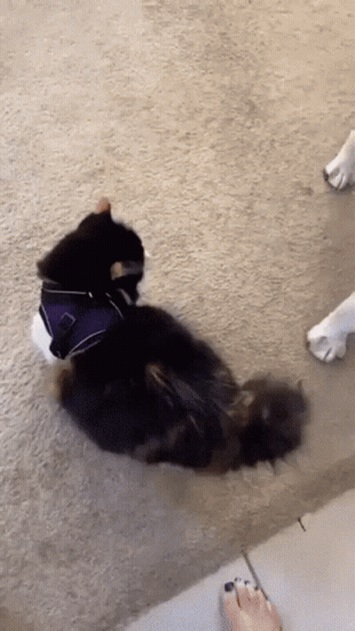 A Cat Wearing A Harness Is Laying On The Floor Next To A Dog 'S Paw GIF
