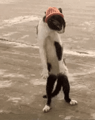 A Cat Wearing A Hat And Socks Is Standing On Its Hind Legs On A Beach . GIF