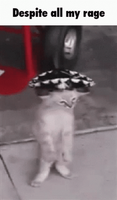 A Cat Wearing A Hat And Sunglasses Standing On Its Hind Legs . GIF