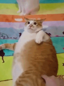 A Cat Wearing A Hat Is Sitting On A Bed GIF
