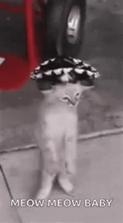 A Cat Wearing A Hat Is Standing On Its Hind Legs On A Sidewalk . GIF