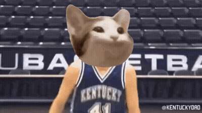 A Cat Wearing A Kentucky Basketball Jersey GIF