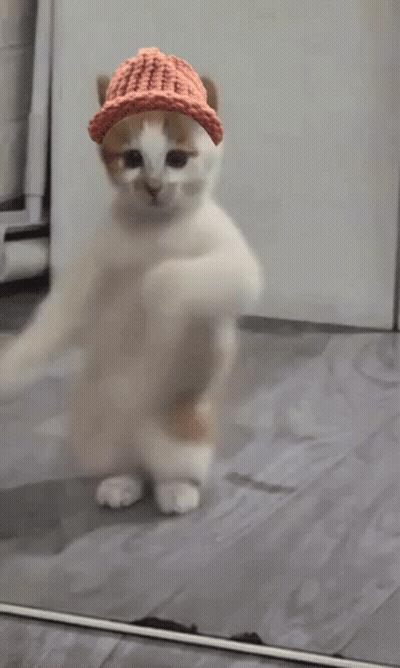 A Cat Wearing A Knitted Hat Is Standing In Front Of A Mirror GIF