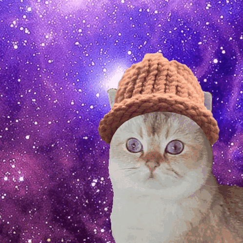 A Cat Wearing A Knitted Hat Looks At The Camera GIF