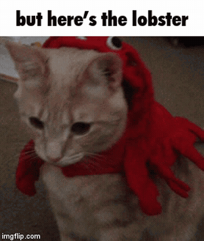 A Cat Wearing A Lobster Costume With A Caption That Says But Here 'S The Lobster GIF