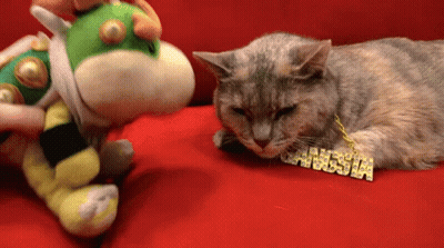 A Cat Wearing A Necklace That Says Gangsta On It GIF