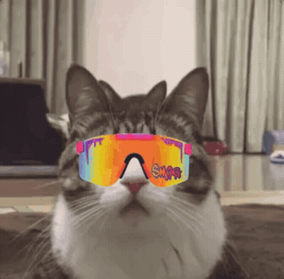A Cat Wearing A Pair Of Sunglasses With The Word Snff On It GIF