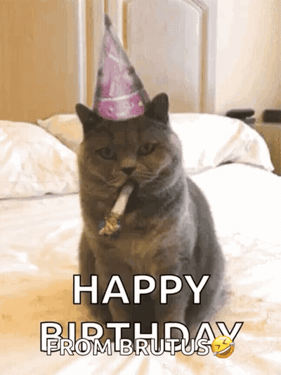 A Cat Wearing A Party Hat Is Sitting On A Bed With The Words Happy Birthday From Brutus Below It GIF
