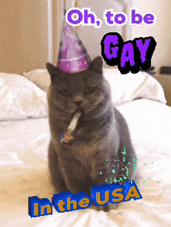 A Cat Wearing A Party Hat Is Sitting On A Bed With The Words Oh To Be Gay In The Usa GIF