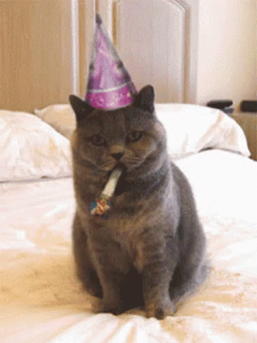 A Cat Wearing A Party Hat With A Cigarette In Its Mouth GIF