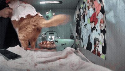 A Cat Wearing A Pink Dress Is Standing Next To A Bowl Of Cat Food GIF
