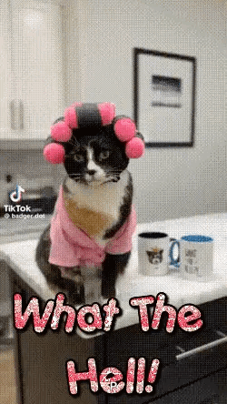 A Cat Wearing A Pink Sweater And Pink Curlers Is Sitting On A Counter . GIF