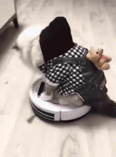 A Cat Wearing A Plaid Shirt Is Sitting On A Robotic Vacuum Cleaner .. GIF