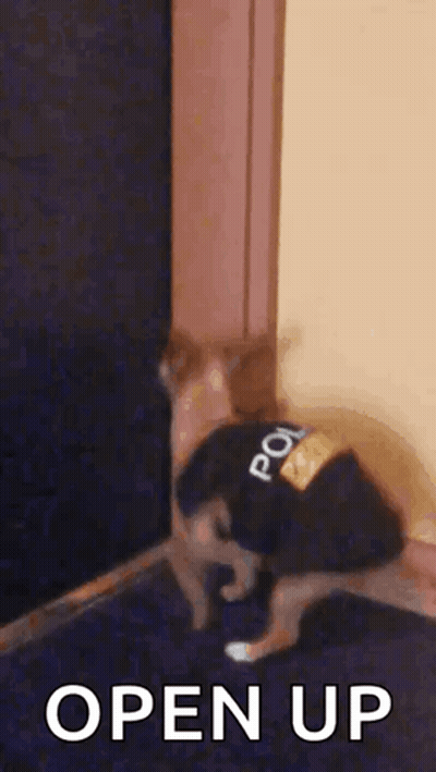 A Cat Wearing A Police Uniform Is Standing Next To A Door And Says `` Open Up '' . GIF